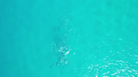 Pod-Of-Bottlenose-Dolphins-Swimming-In-The-Blue-Sea