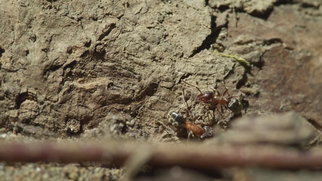 Ants foraging on tree bark in a forest setting, showcasing their teamwork and behavior during daylight