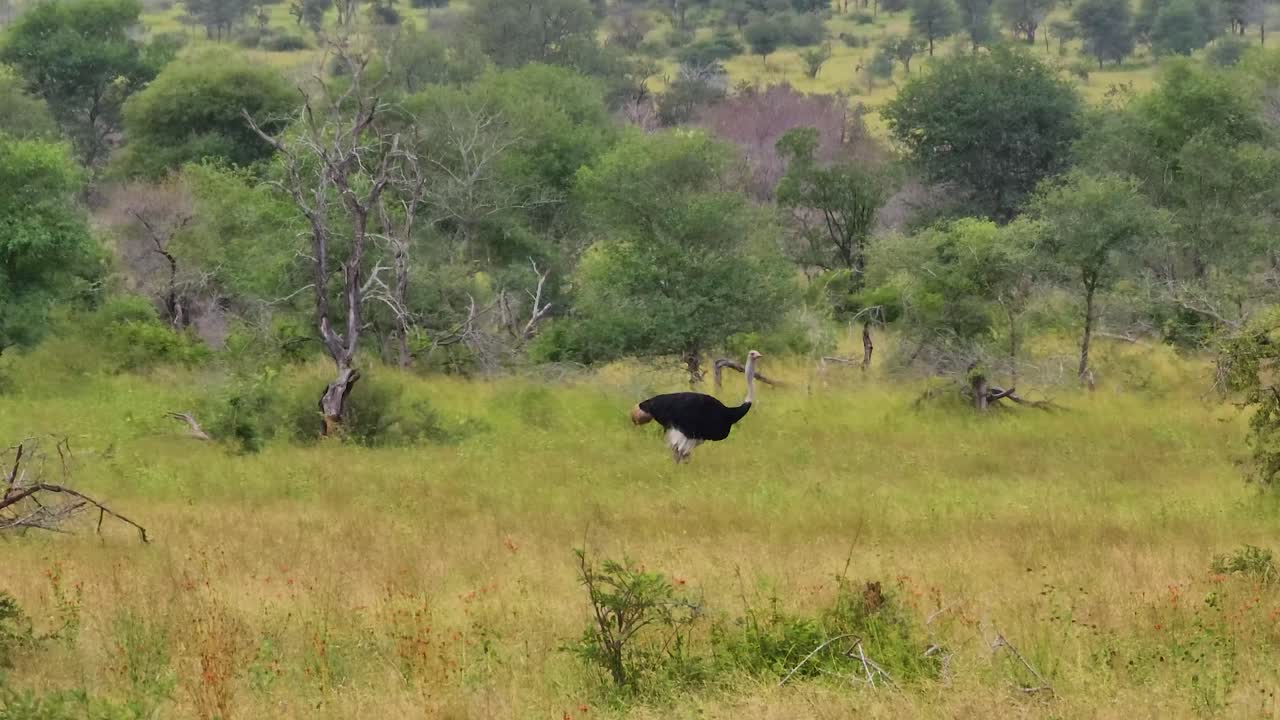 un gran avestruz en busca de comida en el parque nacional kruger, sudáfrica