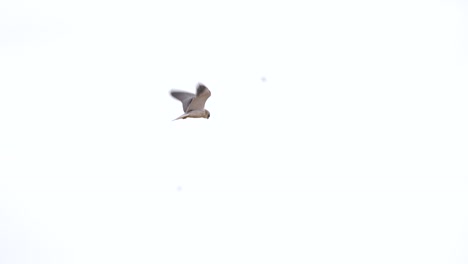 a black winged kite hovering in the air in search of a rodent or other prey