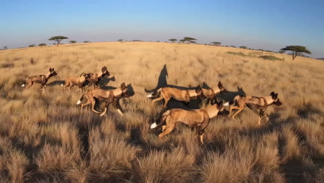 african wild dogs running in the savannah