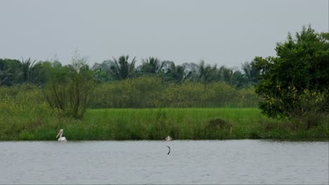 Se-Ven-Dos-Individuos-En-El-Borde-Y-De-Repente-Aparece-Un-Dardo-Fuera-Del-Agua-Y-Se-Sumerge-Nuevamente,-Pelecanus-Philippensis,-Tailandia