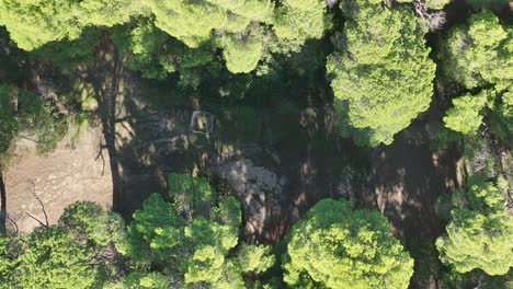 footage from a drone taking off from inside the forest looking down