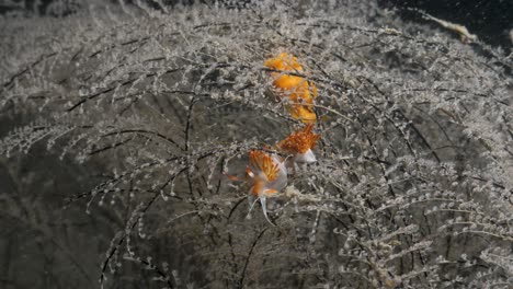 marine science observation of the nudibranch species sakuraeolis feeding on a hydroid weed underwater