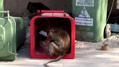 monkey rummaging through a red bin outdoors