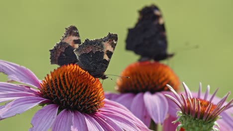 Schöne-Kleine-Schildpattschmetterlinge,-Die-Nektar-In-Sonnenhut-Füttern