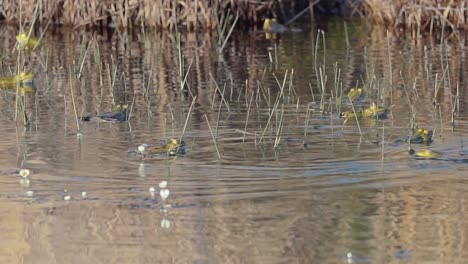 Multiple-Brown-Frogs-swim-through-brown-pond-water-surrounded-by-tall-water-grass-during-the-day