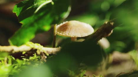 Einzelner-Pilz-In-Der-Waldnahaufnahme