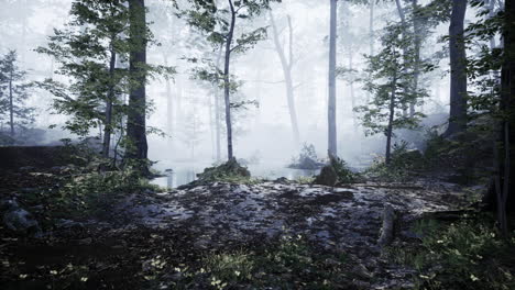 Mañana-Brumosa-En-El-Bosque-Con-Rayos-De-Luz