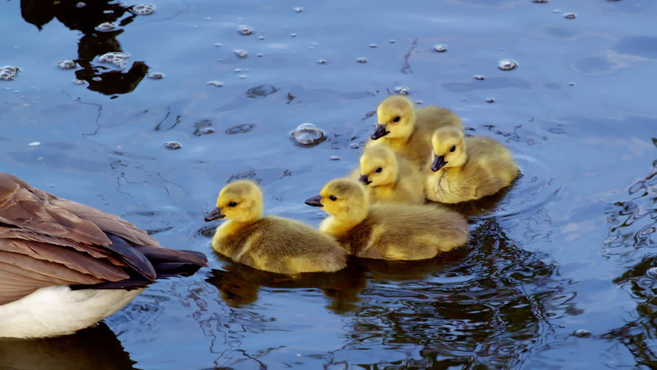 Slow-motion film of goslings engaged in play and feeding next to adult birds.