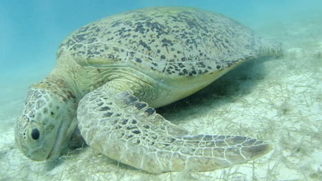 Tortuga-Marina-Verde-Comiendo-Hierba-Bajo-El-Agua-En-Las-Islas-Perhentian,-Malasia---Primer-Plano,-Cámara-Lenta