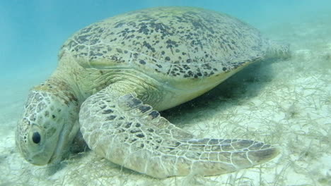 tortuga marina verde comiendo hierba bajo el agua en las islas perhentian, malasia - primer plano, cámara lenta