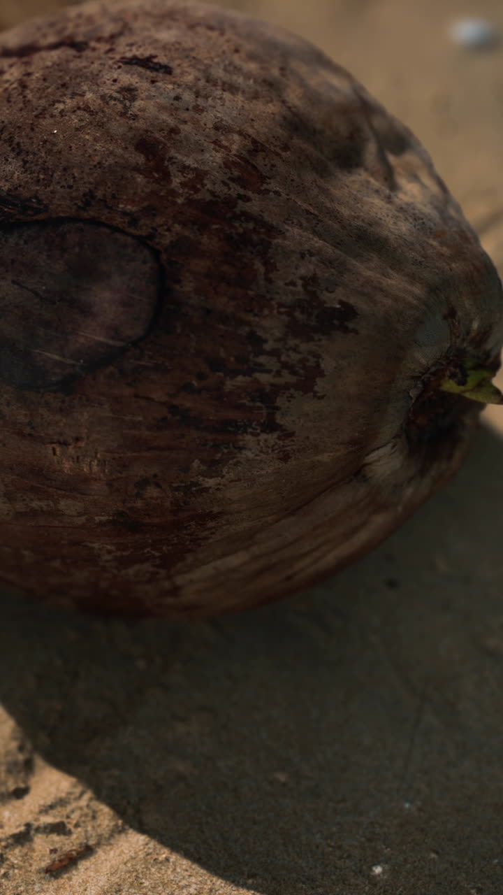 cerca de un coco en una playa de arena