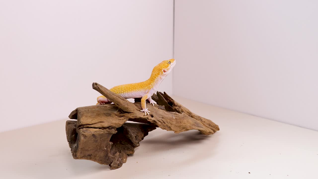 A leopard gecko moves across driftwood in a well-lit, minimalist environment, showcasing its vibrant yellow coloration