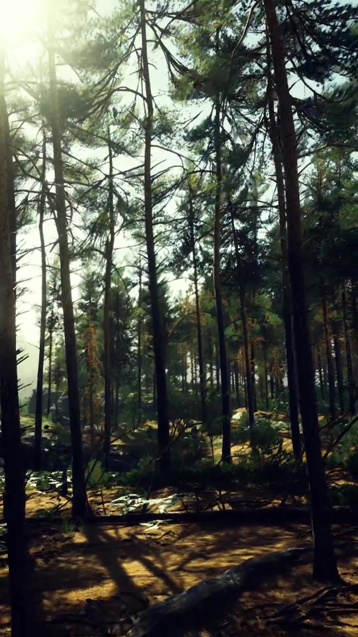 Alberi si ergono alti sotto la luce del sole in una foresta con uno sfondo nebbioso