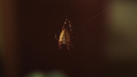 spider hanging in the spiderweb