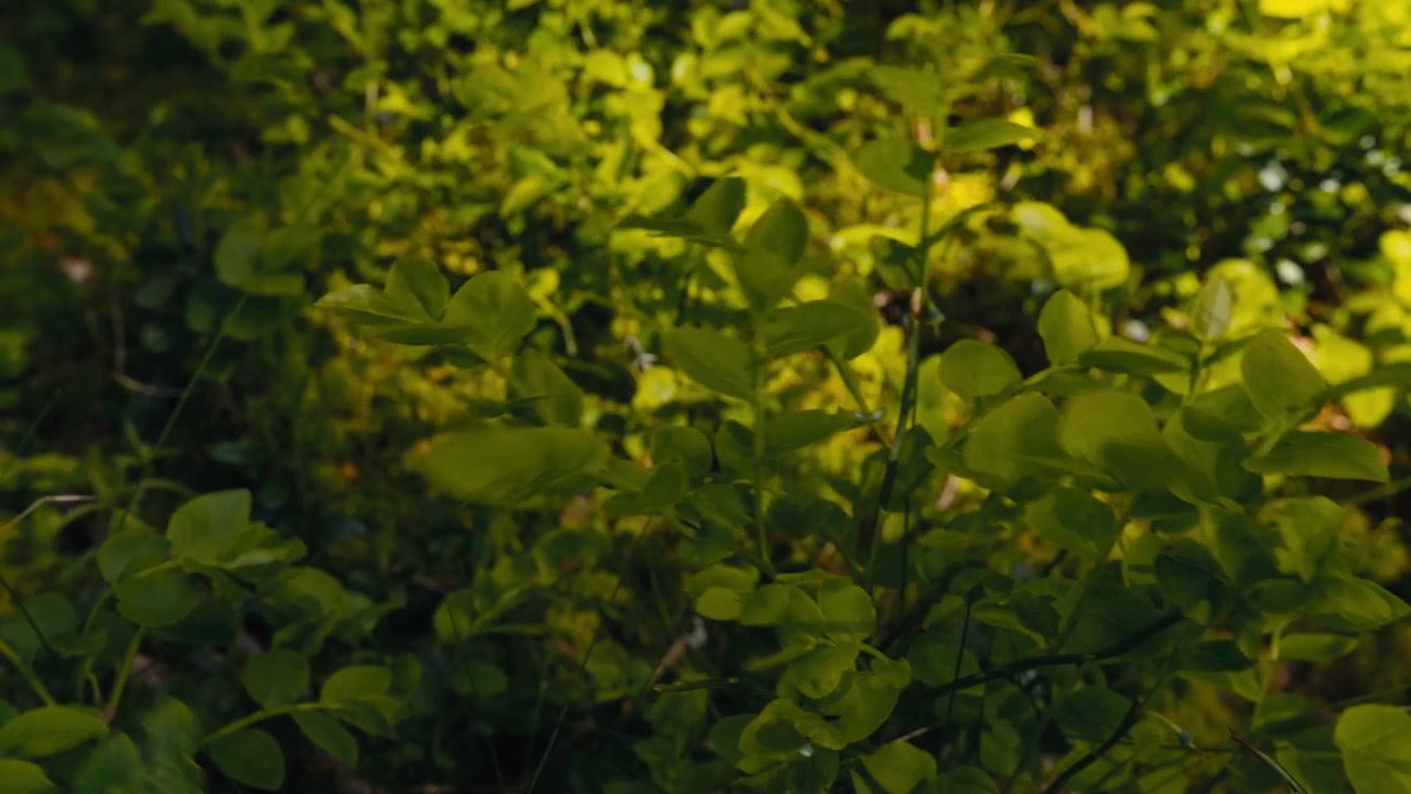 Folhas verdes vibrantes banham-se na luz do sol em uma exuberante floresta norueguesa. Ideal para documentários de natureza ou projetos ambientais.