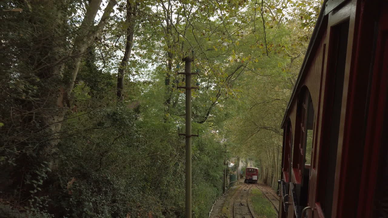 Train passing through a forest tunnel