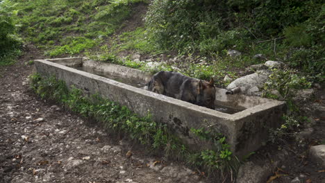 german shepherd dog drinking water in a water basin – static shot