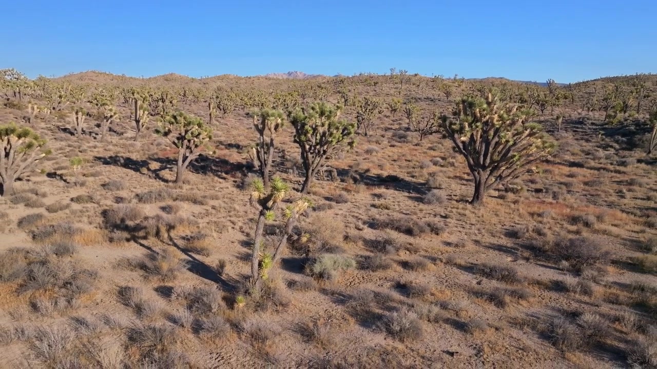 Alberi di Yucca, Parco Nazionale Joshua Tree California, drone aereo, Contea di San Fernando, deserto del Mojave Colorado, paesaggio montuoso, Dune di Kelso Pinto Basin, cielo blu, pomeriggio soleggiato, panoramica all'indietro verso l'alto che rivela