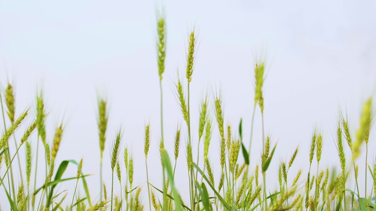 녹색 성숙 된 밀의 줄기가 바람에 흔들리고 있습니다.