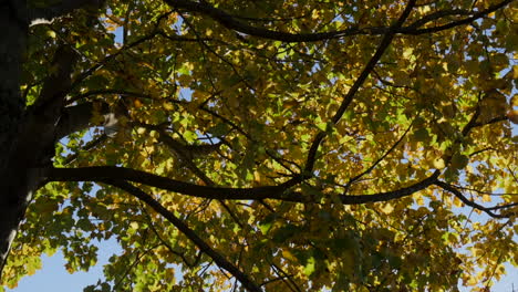 otoño mirando hacia arriba a través del árbol al sol