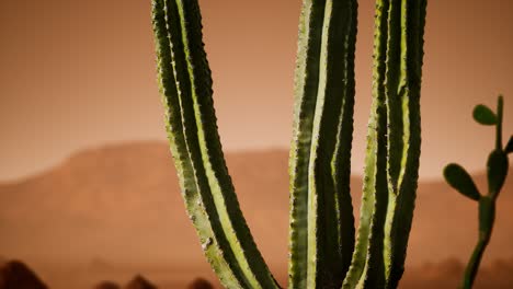 puesta de sol en el desierto de arizona con un cactus saguaro gigante