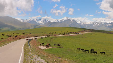 Animals,-horses-and-cows-graze-in-the-meadows-of-the-Elbrus-region,-go-out-on-the-road,-interfering-with-the-movement-of-cars.