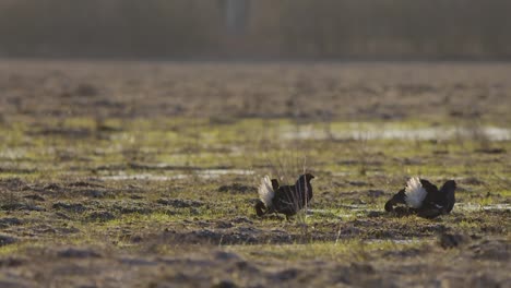 Black-grouse-breeding-lek-fight-in-early-morning