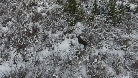 a spectacular 4k drone shot of a lone bull moose trekking next to a secluded lake in the middle of the winter with maroon bells in the distance, near aspen and snowmass, colorado, usa