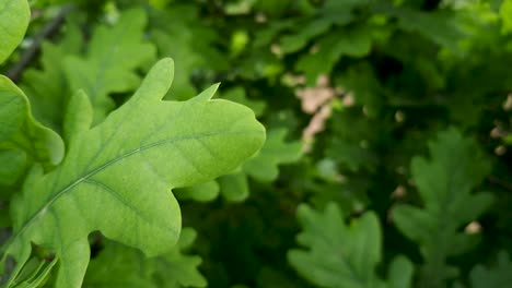 blurred receding background of green young beautiful leaves on branches of oak tree as a backdrop. nature flora and eco concept with copy space.