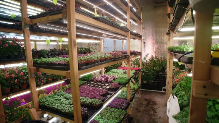 Indoor Microgreens Farm