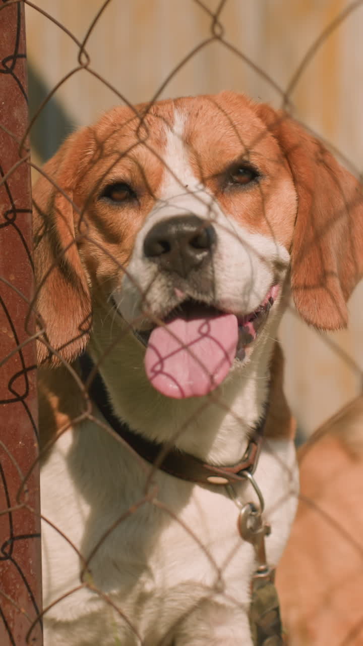 primer plano de dos perros sentados detrás de una valla de alambre en un día soleado. ambos perros parecen tranquilos y reflexivos, jadeando suavemente en el calor, el fondo muestra un recinto rústico