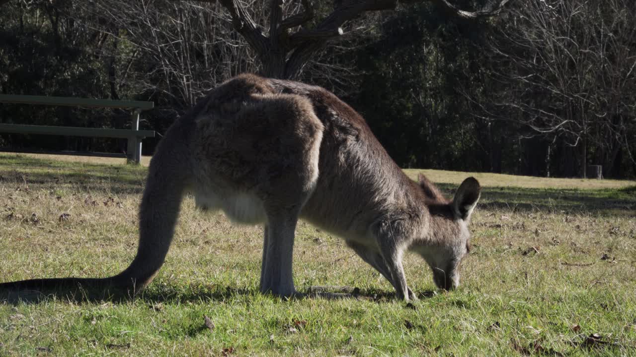 배경에 벌거벗은 나무가 있는 농장의 풀밭에서 먹이를 먹고 있는 왈라비