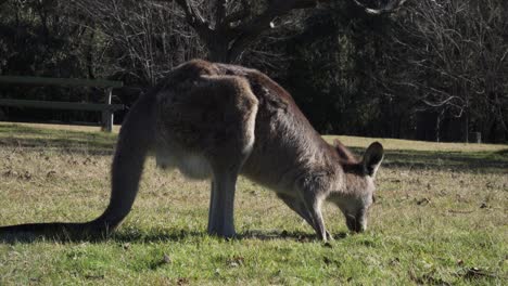 Wallaby-Ernährt-Sich-Vom-Gras-Auf-Dem-Farmfield-Mit-Kahlen-Bäumen-Im-Hintergrund