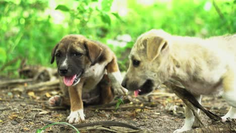 little puppy sitting outside in nature on a sunny day in thailand