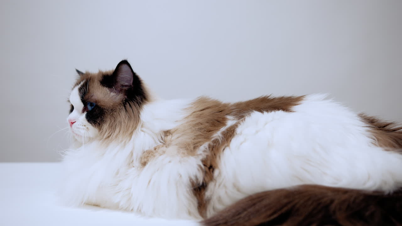 테이블 위에 누워서 주위를 둘러보고 귀를 움직이는 호기심 많은 래그  고양이, 아름다운 큰 파란 눈, 분홍색 코와 부드러운 털, 순수한 품종의 애완동물, 국내 품종, 수염, 털이 많은 친구, 동물