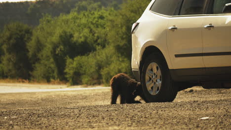 Concepto-De-Crisis-De-Deforestación---Interacción-Del-Cachorro-De-Oso-Con-Los-Coches-En-La-Carretera