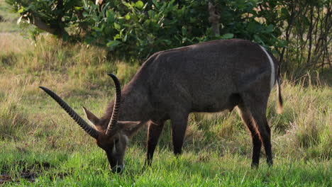 vista lateral de un waterbuck comiendo hierba en la sabana africana