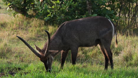 side view of waterbuck eating grass in the african savannah