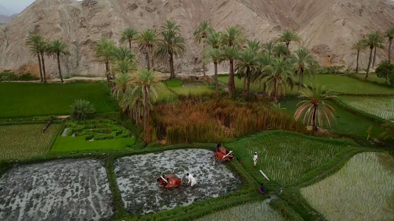los agricultores trabajan en arrozales con toros junto a las montañas bajo la sombra de las palmeras