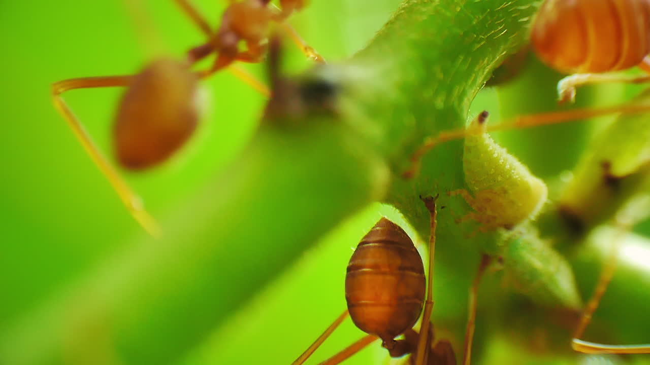 vista macro de cerca de las hormigas rojas pastores protegiendo y criando áfidos para el melocotón, una secreción rica en azúcar favorecida por las hormigas como fuente de alimento