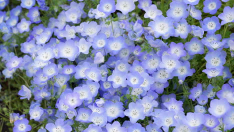 beauty of baby blue eyes flowers. nemophila menziesii