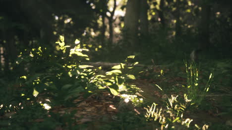 sunlight filtering through trees onto lush green undergrowth in a forest