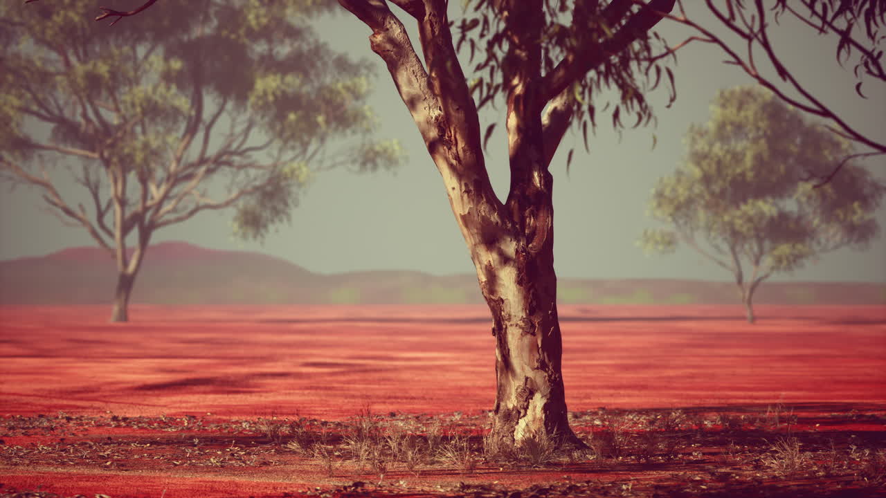 아카시아 나무 가 있는 아프리카 사바나 풍경