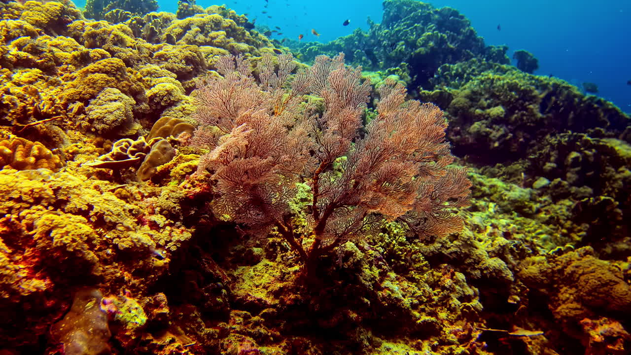 Colorful coral reef with large sea fan and tropical marine life in clear blue ocean water