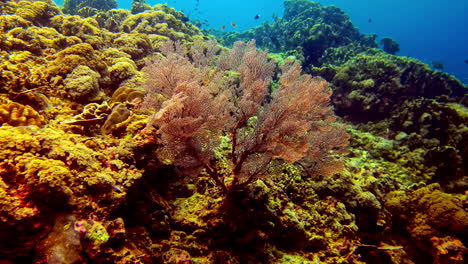 colorful coral reef with large sea fan and tropical marine life in clear blue ocean water