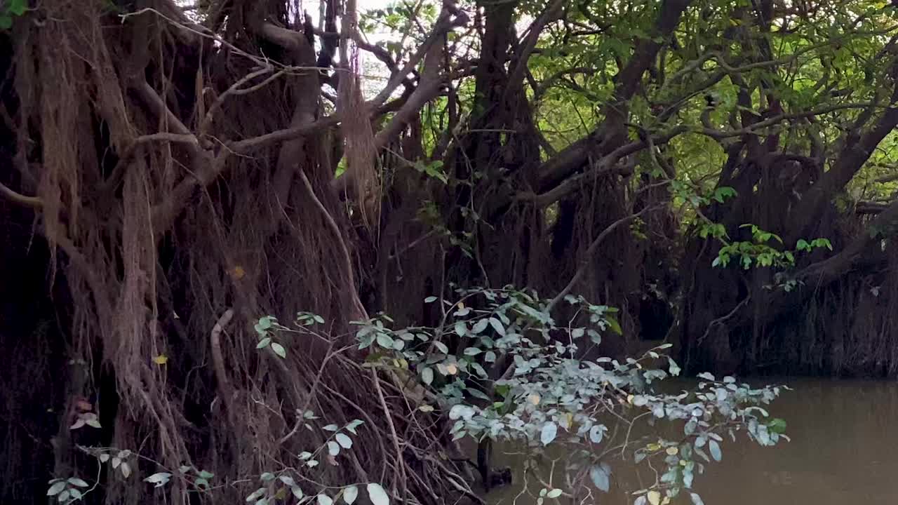 Close up POV shot from a boat of amazonian swamp forest during the day, outdoor