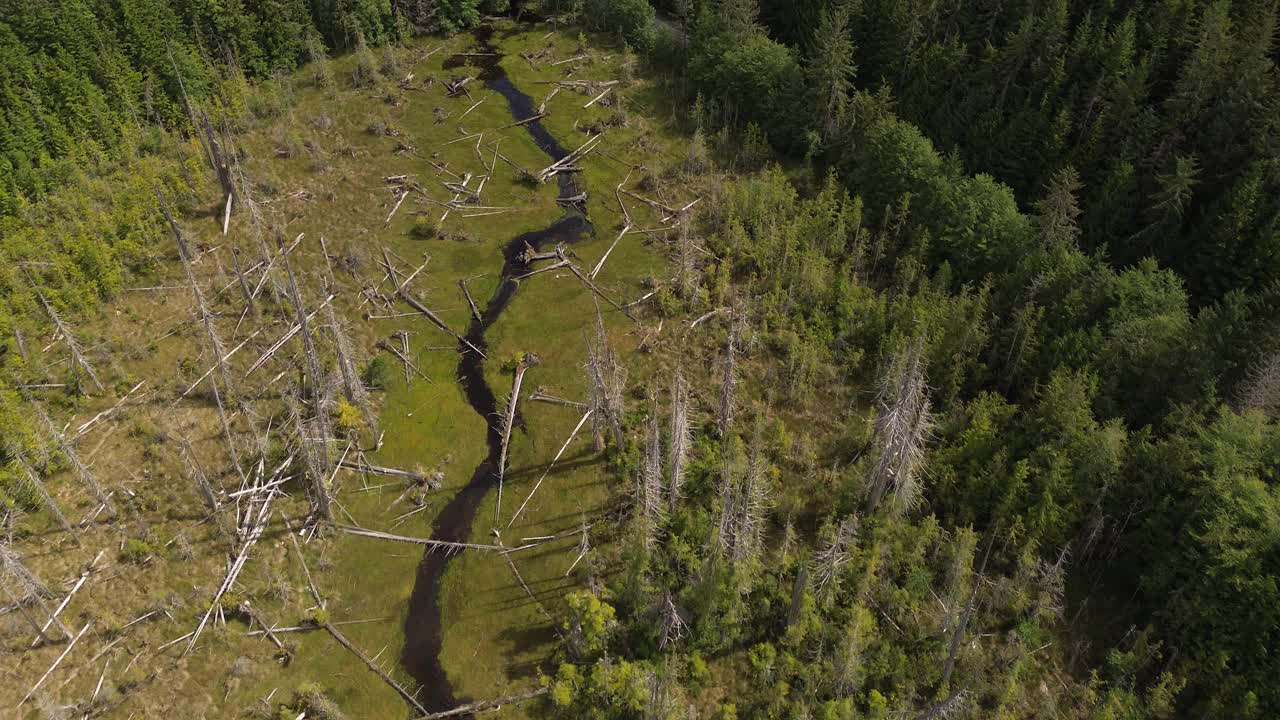 parche de tala con un arroyo que atraviesa el bosque en la isla de moresby en columbia británica, canadá