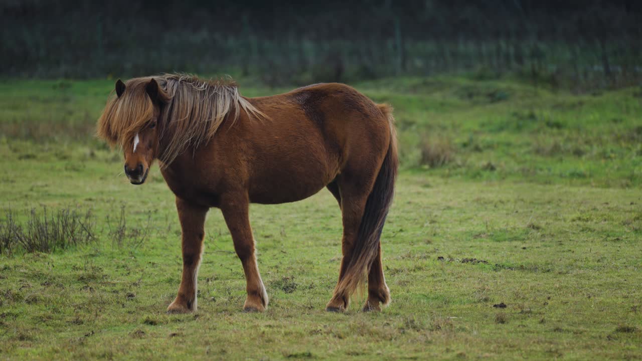una yegua marrón pastando en un pasto verde y exuberante